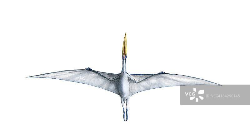 飞行中的 Quetzalcoatlus 插画图片素材