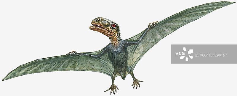 飞行中的树龙翼龙插画，大头、利齿、窄而展开的翅膀图片素材