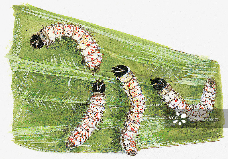 龙舌兰弄蝶（Megathymus yuccae）幼虫啃食丝兰叶插画图片素材