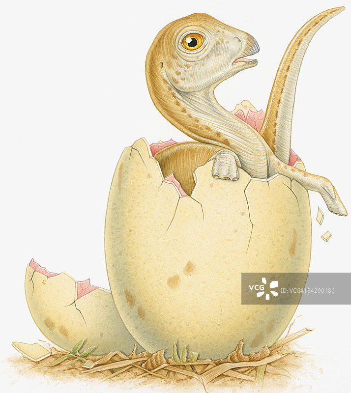 恐龙破壳而出插画图片素材