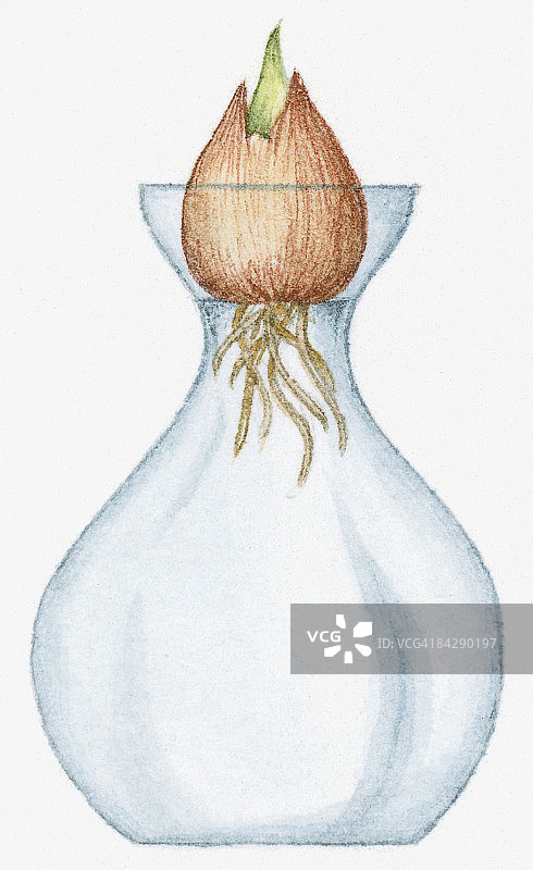 透明玻璃花瓶中风信子球茎生长插画图片素材