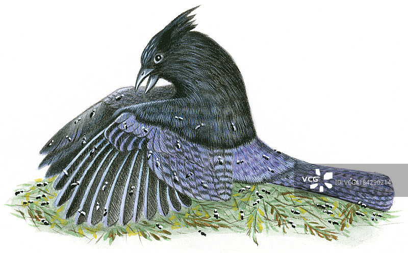 北美冠蓝鸦用喙进行蚂蚁摩擦行为插画图片素材