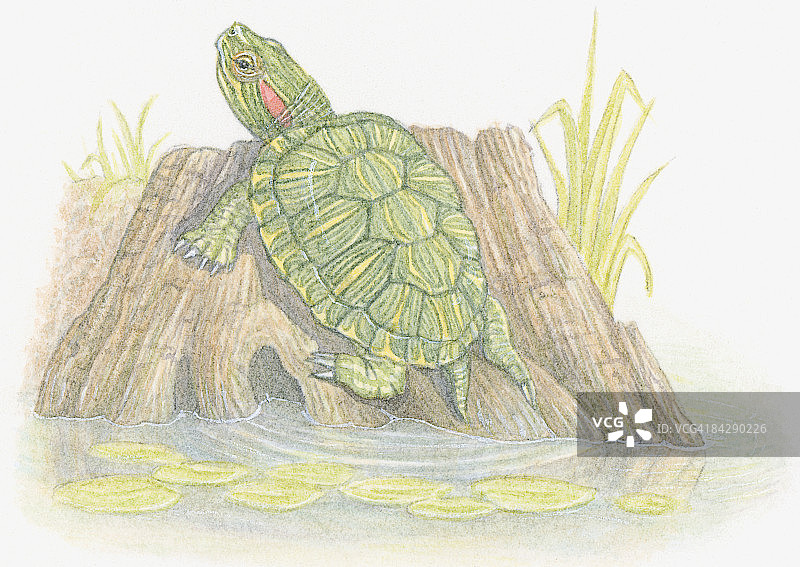 红耳龟在河岸树干上休息插画图片素材