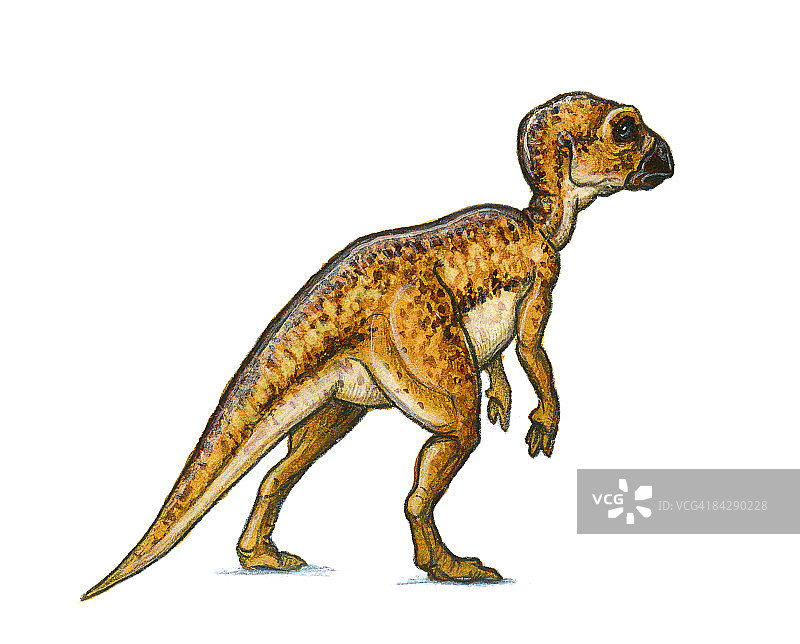 棱齿龙插画图片素材