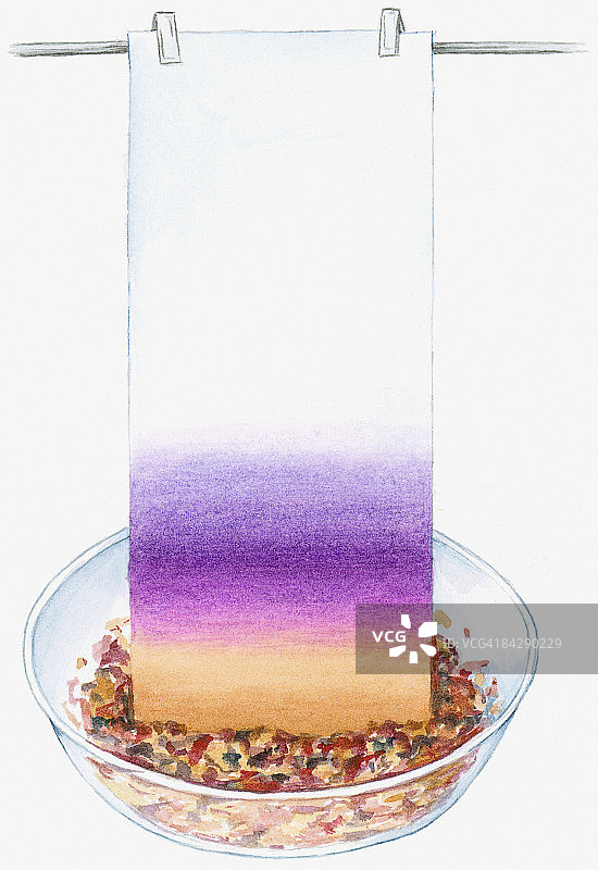 花瓣染色吸水纸淡黄色和紫色的插画图片素材