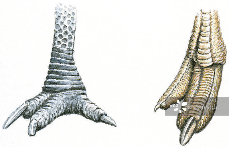 三趾鹤鸵脚，有锋利的爪子图片素材