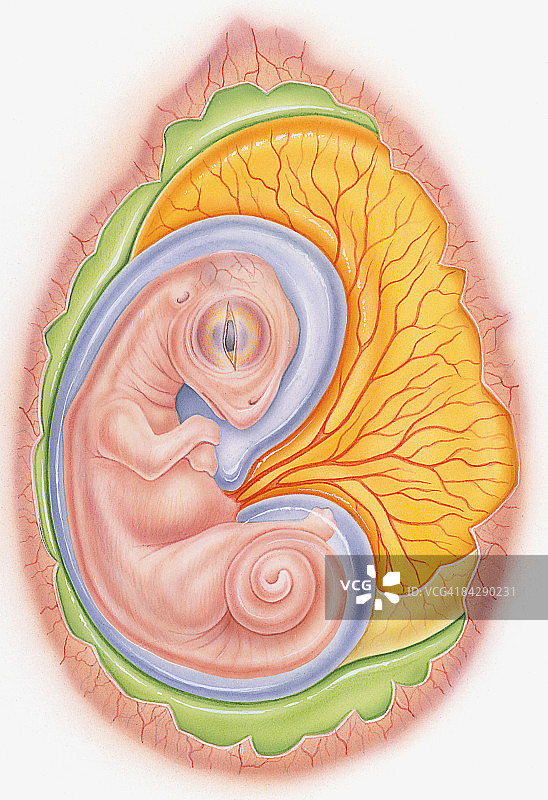 展示蛋黄囊和羊膜的恐龙胚胎插画图片素材