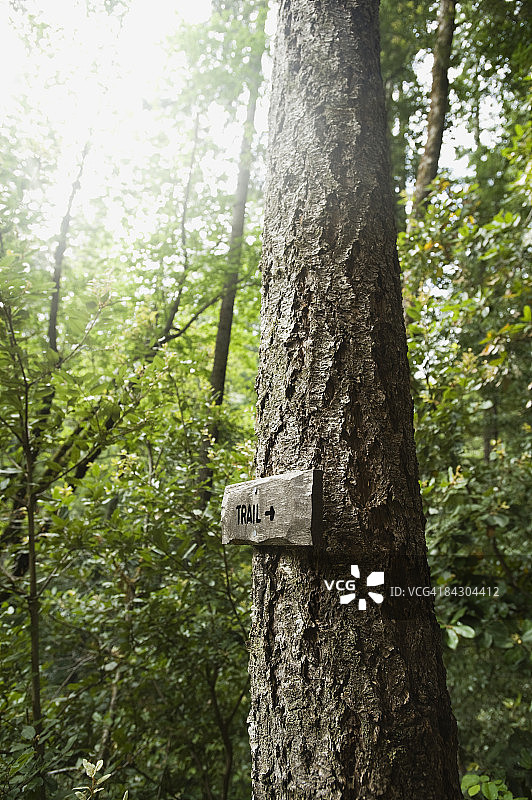 森林中树上的步道标志图片素材