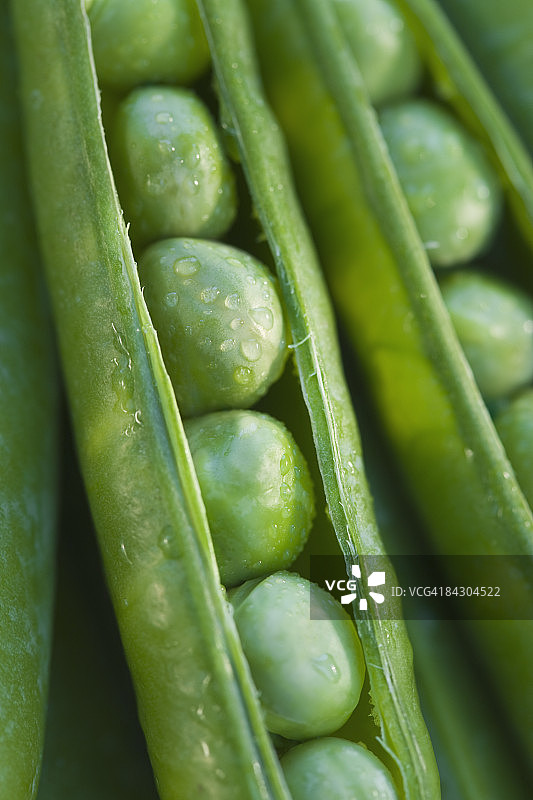 豆荚里的豌豆特写图片素材