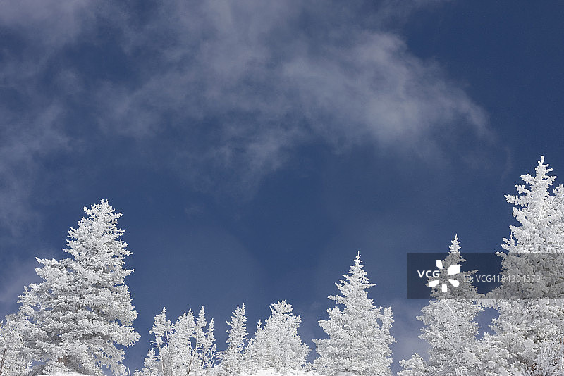 雪覆盖树木的低角度视图图片素材