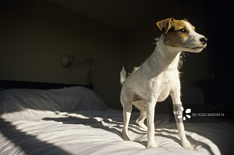 杰克罗素梗犬在床上图片素材