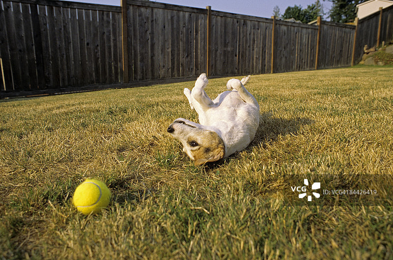 杰克罗素梗犬玩球图片素材