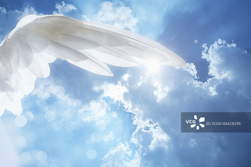 翅膀图片素材