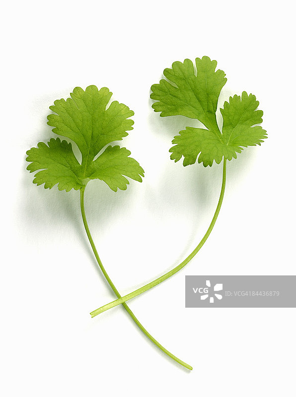 两片香菜叶图片素材