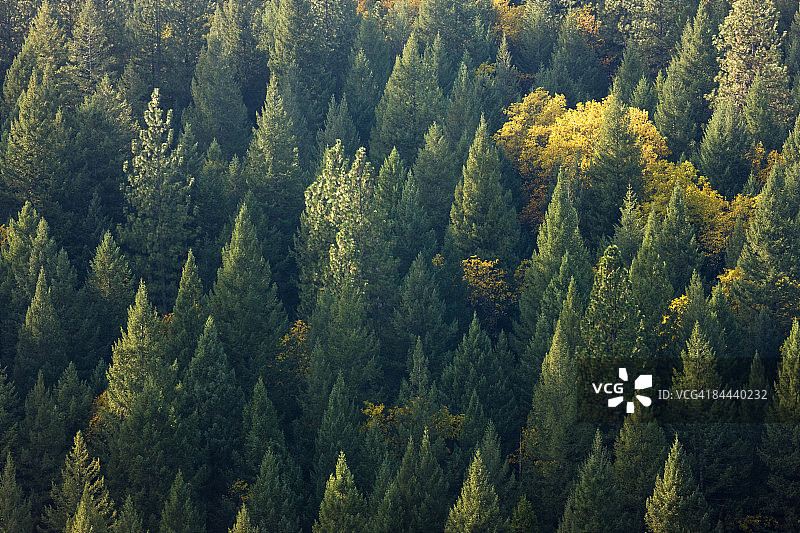 山坡上生长的海岸道格拉斯冷杉图片素材