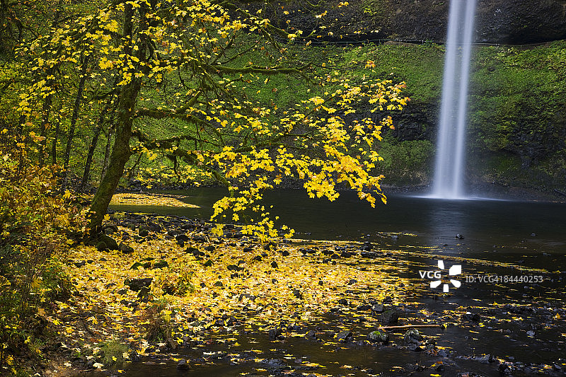 秋季银瀑布南瀑布大叶枫图片素材