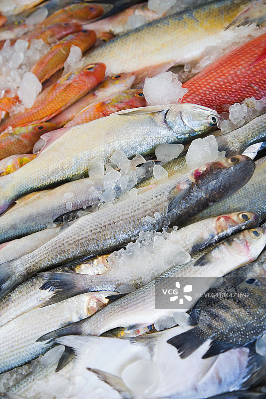 印度喀拉拉邦科钦市场摊位上死鱼的俯视图图片素材