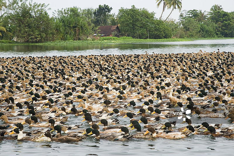 在印度喀拉拉邦科钦池塘中游泳的鸭群图片素材