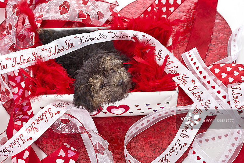 情人节小狗图片素材