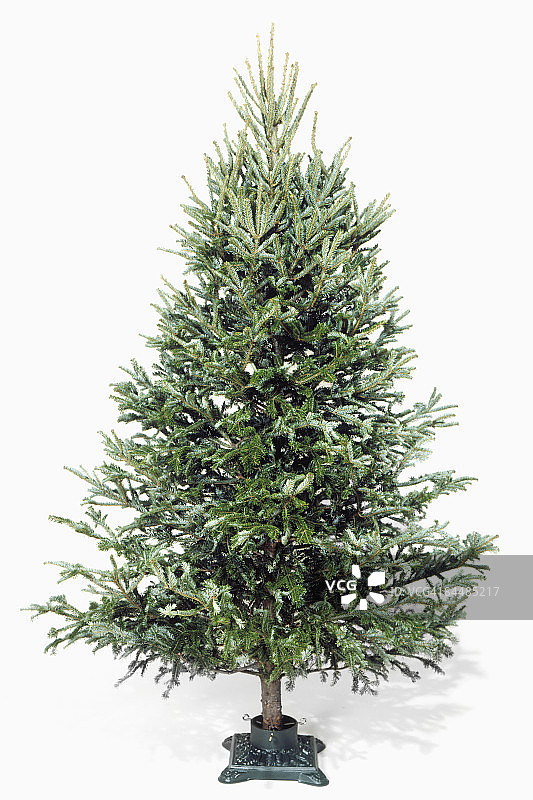 无装饰的圣诞树图片素材