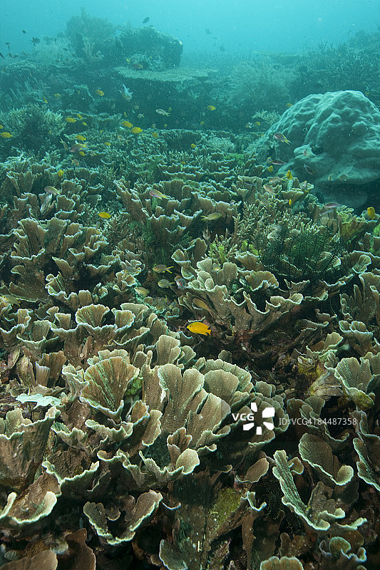 珊瑚礁风光图片素材