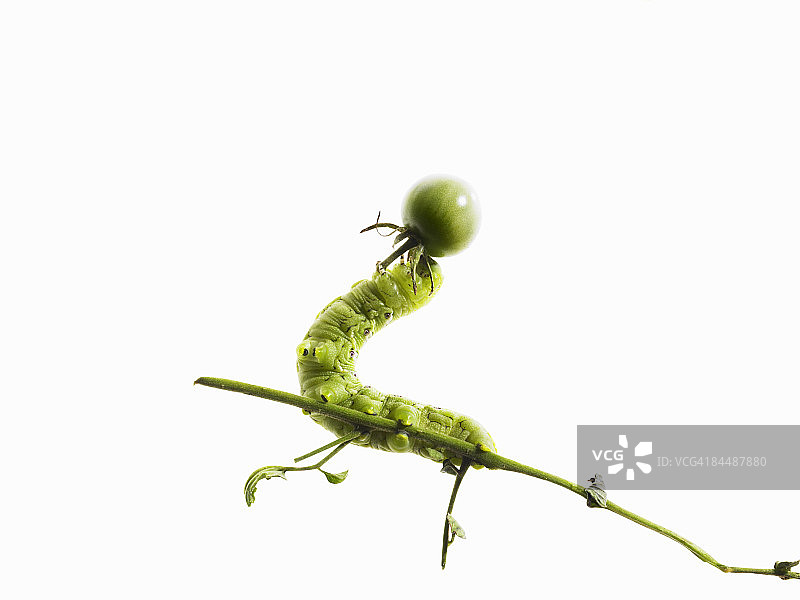 白色背景上的番茄藤上的番茄毛毛虫图片素材