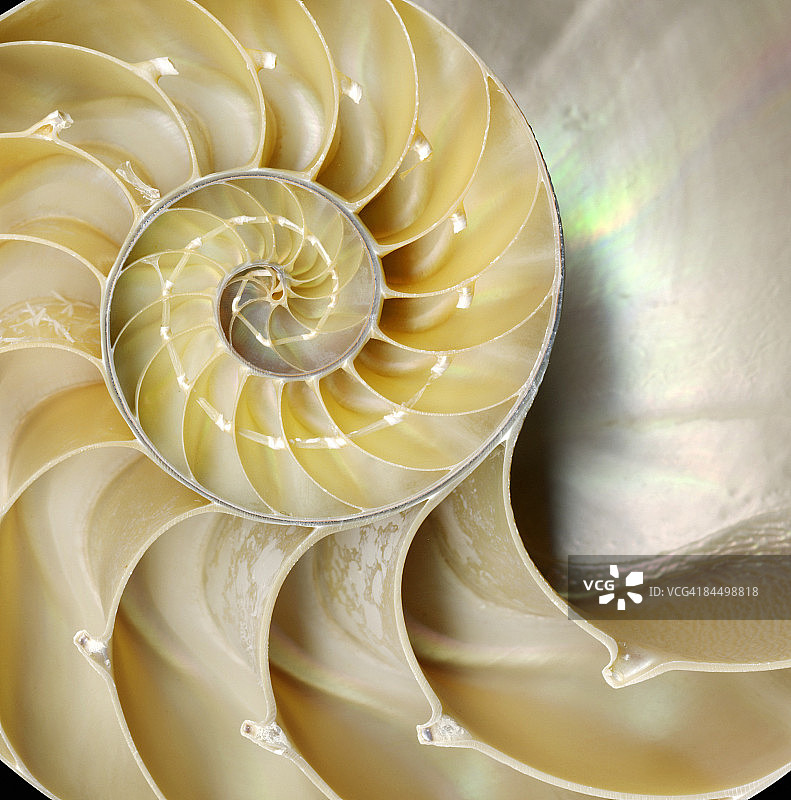 鹦鹉螺横截面图片素材