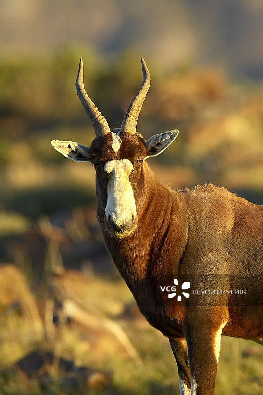 南非山斑马国家公园的白面狷羚图片素材