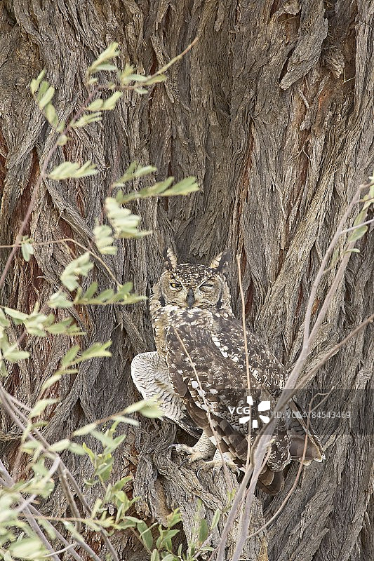 非洲雕鸮，南非卡拉哈迪跨国公园图片素材