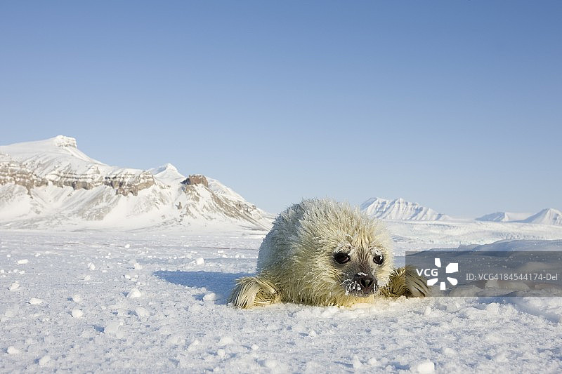 环海豹幼崽，位于挪威斯匹次卑尔根岛图片素材