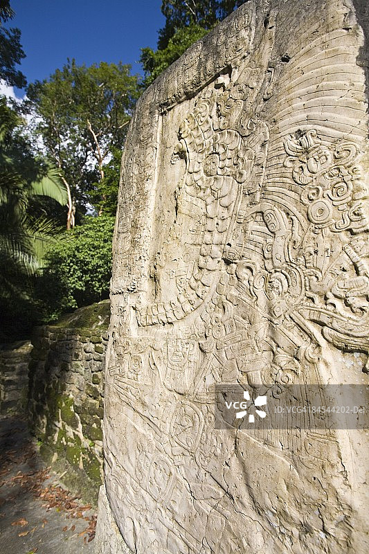 拉马奈遗址9号石碑，伯利兹，中美洲图片素材