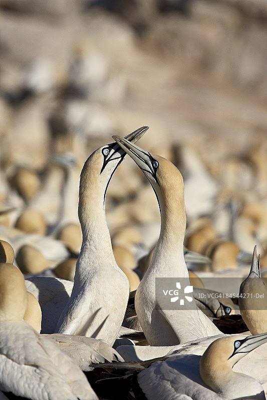 鸟岛上的海角塘鹅图片素材