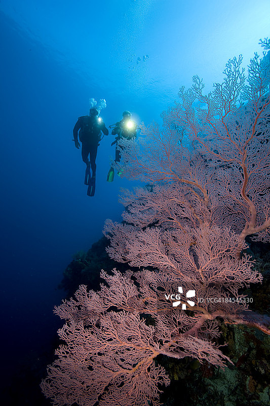 与柳珊瑚一起的潜水员图片素材