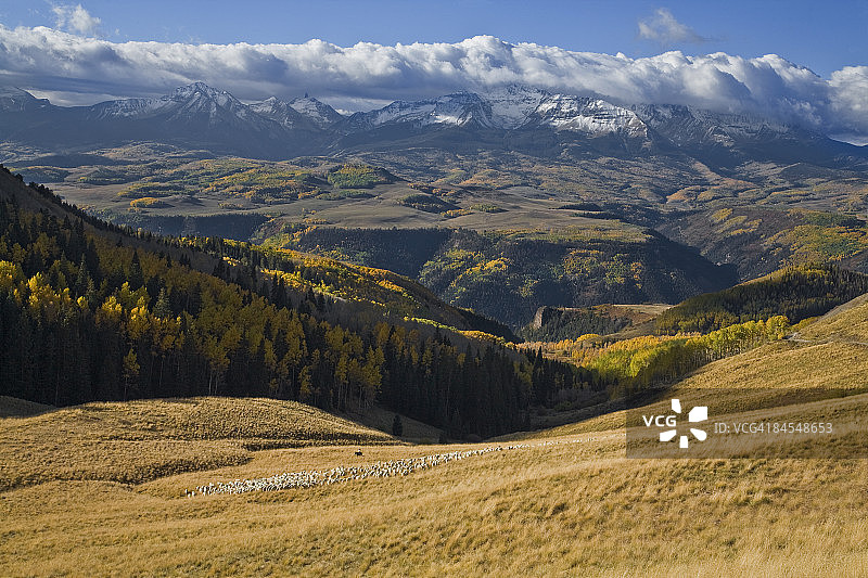 圣胡安山脉的绵羊图片素材