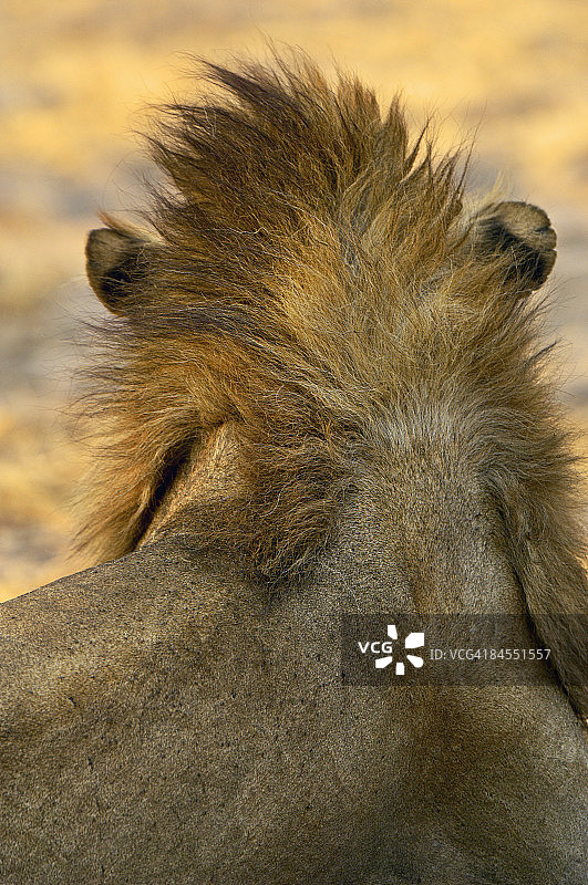狮子，坦桑尼亚卡塔维国家公园图片素材