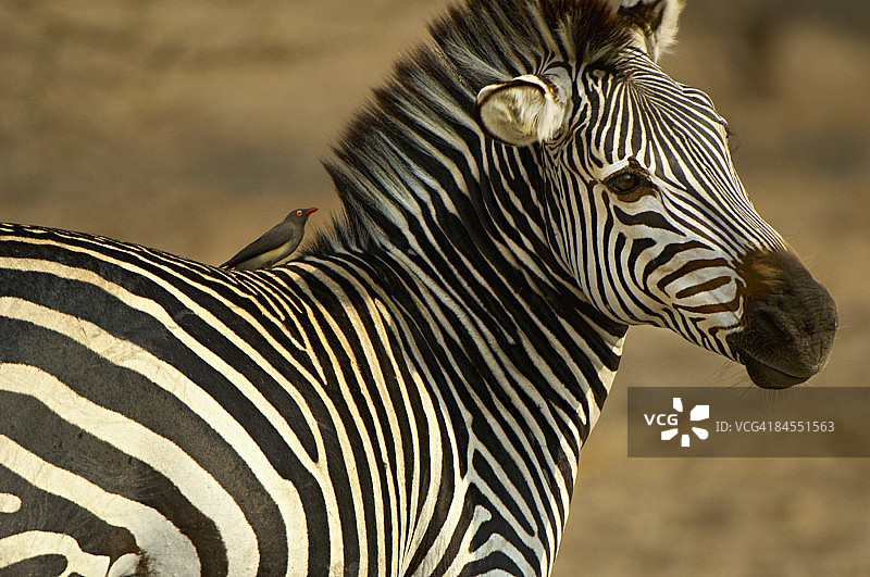 赞比亚南卢安瓜国家公园的平原斑马图片素材