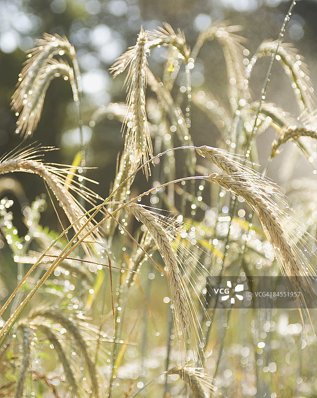 黑麦草（Lolium perenne）图片素材