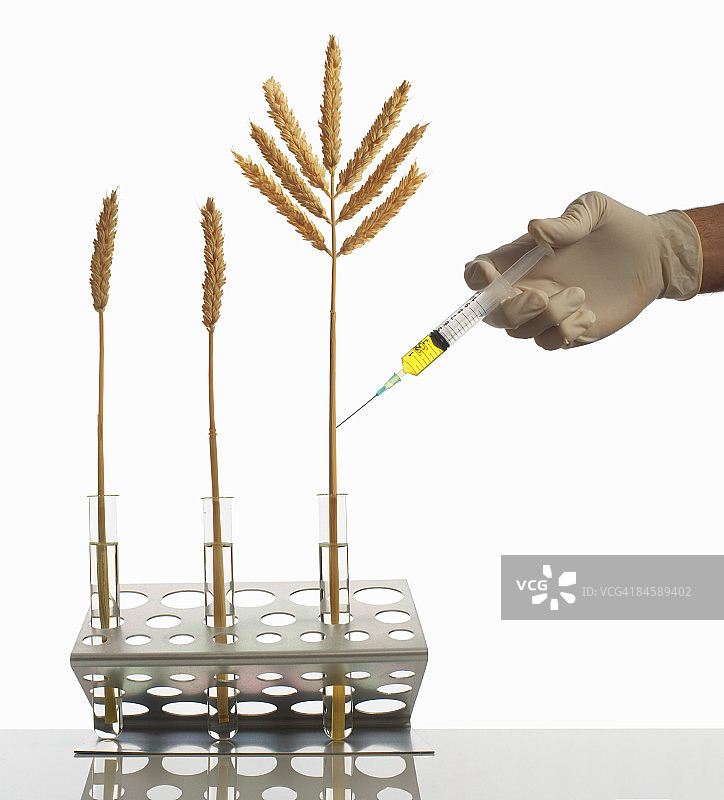 试管中的三根小麦图片素材