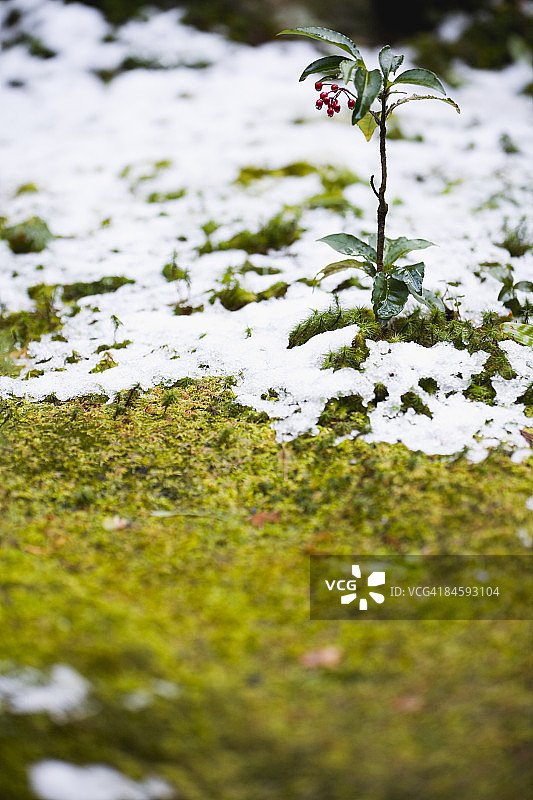 雪落青苔图片素材