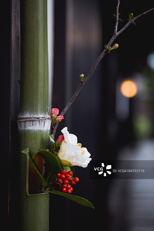 山茶花图片素材