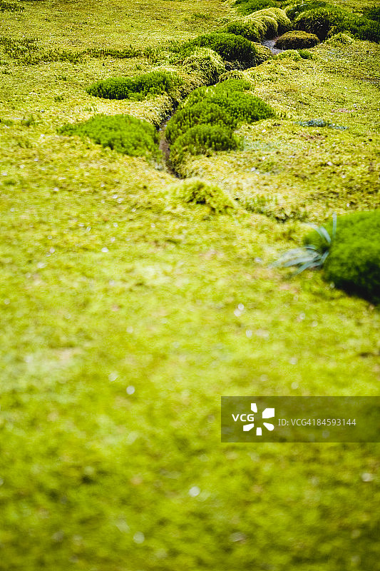 苔藓花园图片素材