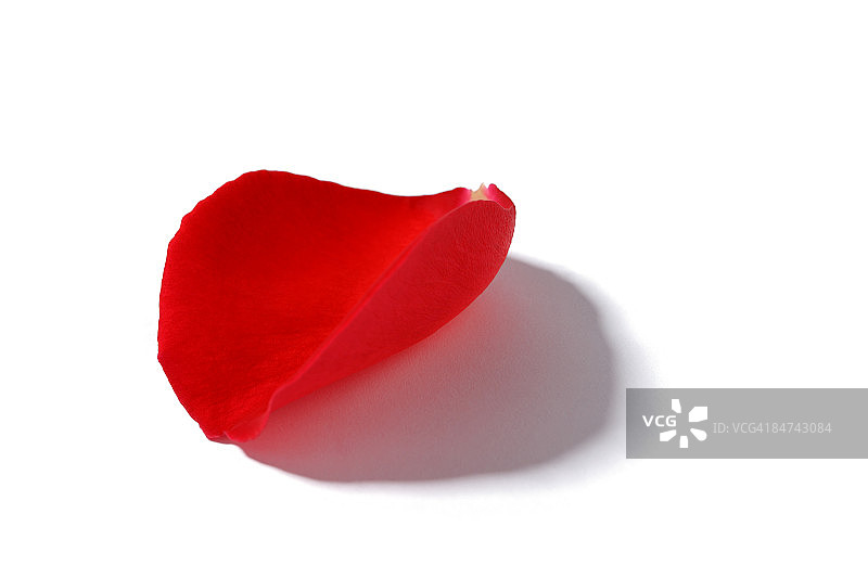 单片玫瑰花瓣图片素材