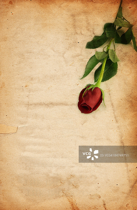 复古纸张上的玫瑰图片素材