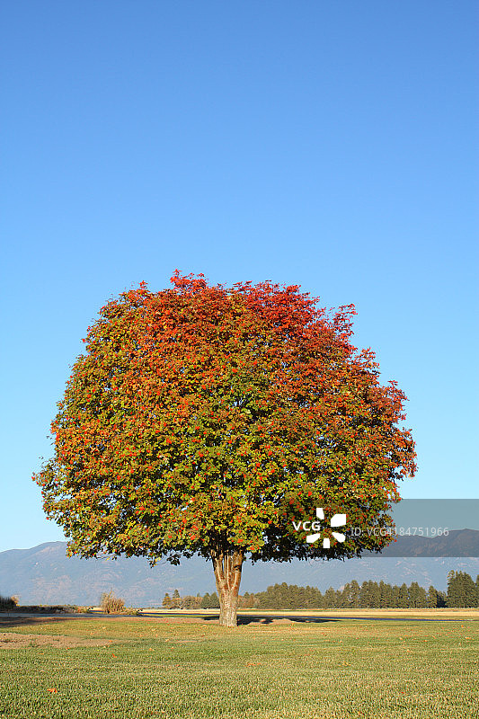 秋天的树图片素材