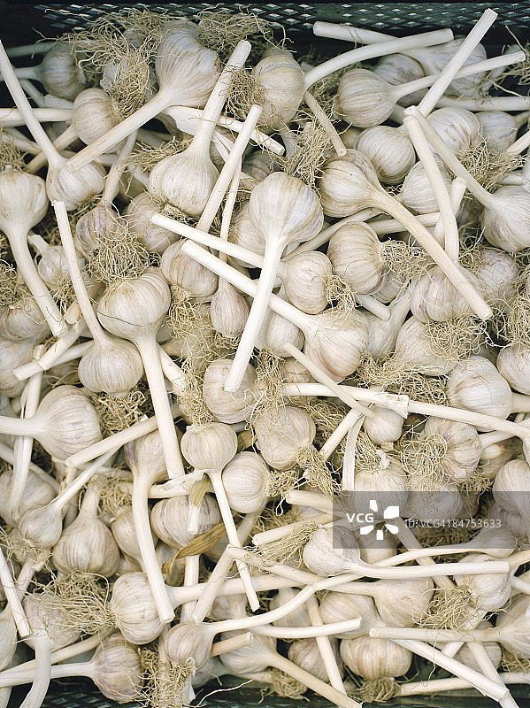 新鲜的完整大蒜图片素材