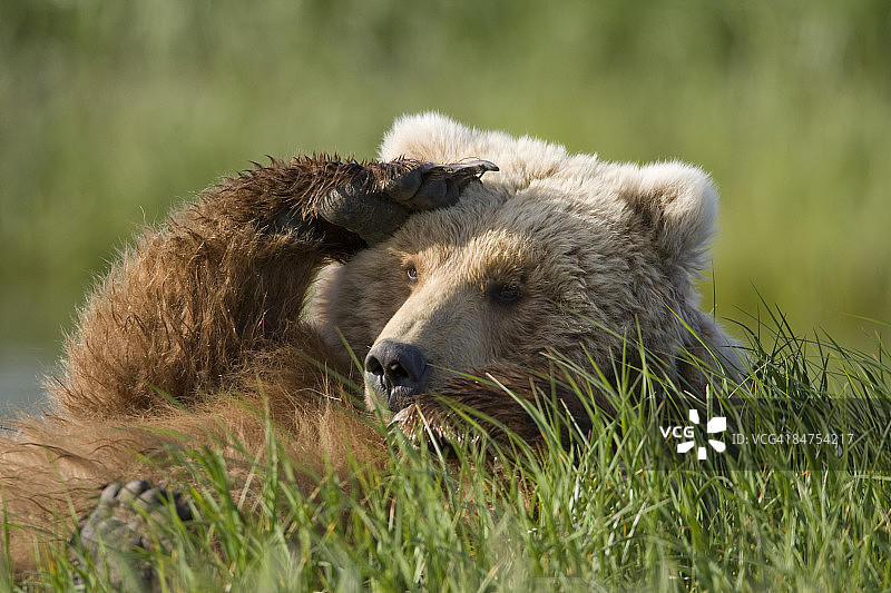 阿拉斯加卡特迈国家公园的灰熊图片素材
