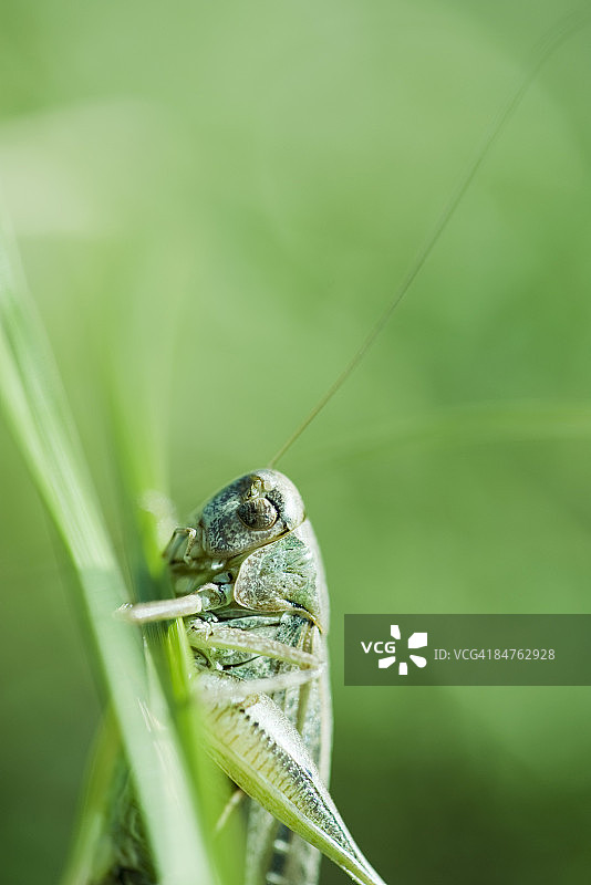 附着在植物茎上的蚱蜢干燥外骨骼图片素材