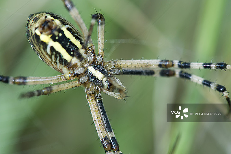 黄色园蛛（argiope aurantia）特写图片素材