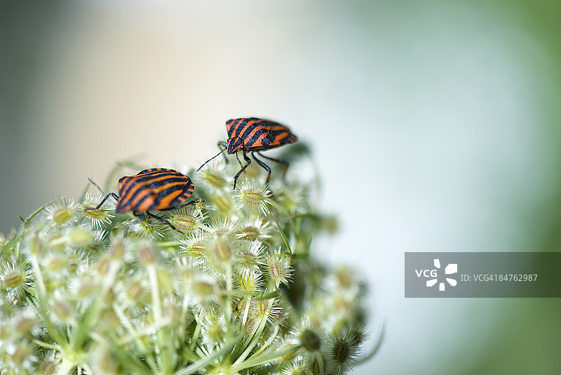 花朵上的两只条纹盾虫图片素材