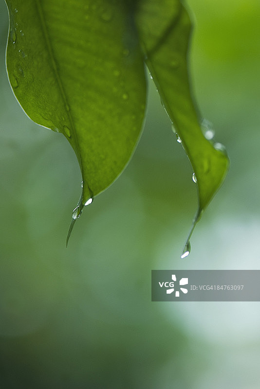 叶子上的雨滴（特写）图片素材